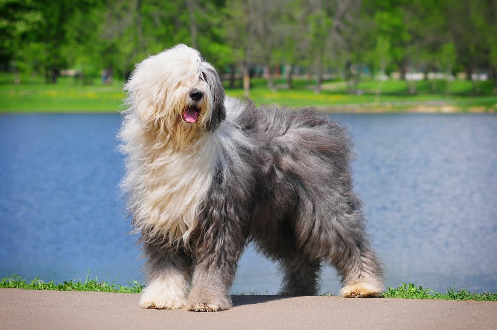 An Old English Sheepdog standing by a river